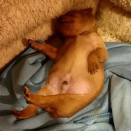 Miniature Pinscher Puppies from RisingStar Miniature Pinschers