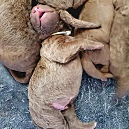 Chesapeake Bay Retriever Puppies from Shore Acres Chesapeakes
