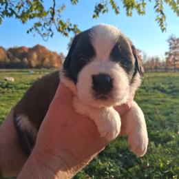 Cornbread - Brown and white male Saint Bernard puppy in Kinsman, Ohio from Coleman Saint Bernards of Ohio