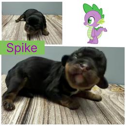 Spike - Black and tan male Cavalier King Charles Spaniel puppy in Spring Hill, Florida from Wonderland Cavaliers