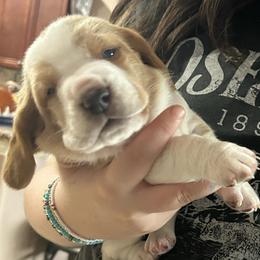 BLUE boy Grover - Red and white male Basset Hound puppy in Saint Cloud, Florida from Mockingbird Hollow Bassets