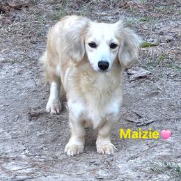 Maizie - Dachshund