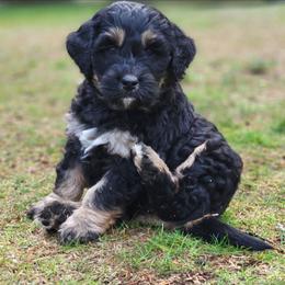 Bernedoodle and Bernese Mountain Dog Puppies from NW Bernedoodles of Washington