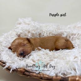 Purple girl - Red  female Goldendoodle puppy in Valdese, North Carolina from Doodling All Day Goldendoodles