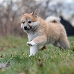 Icelandic Sheepdog Puppies from Valhalla Icelandic Sheepdogs