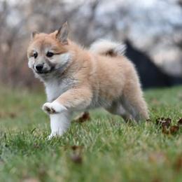 Icelandic Sheepdog Puppies from Valhalla Icelandic Sheepdogs