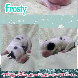 Frosty - Black and white male Boston Terrier puppy in Brazos Point, Texas from TX Southern Belle Bostons
