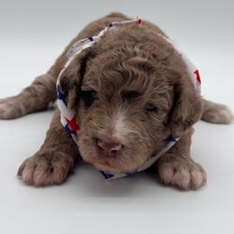 Dixie - Merle female Bernedoodle puppy in Claremont, North Carolina from Magnolia Grove Farms