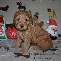 Clifford - Red male Cockapoo puppy in Hopkins, South Carolina from Sugar and Spice Cockapoos