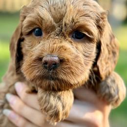 Girl 4 - female Australian Labradoodle puppy in Bend, Oregon from High Desert Labradoodles