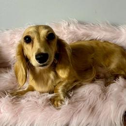 Pearl - Dachshund