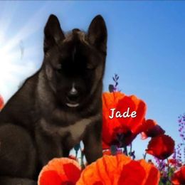 Jade - Agouti and white Siberian Husky puppy in Meridian, Mississippi from JJ's Huskies