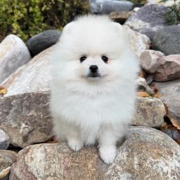 Thunder x Daisy White Cream Male - Cream male Pomeranian puppy in Pocatello, Idaho from Avalon Pomeranians