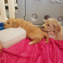 Goldendoodle Puppies from Masondixondoodles
