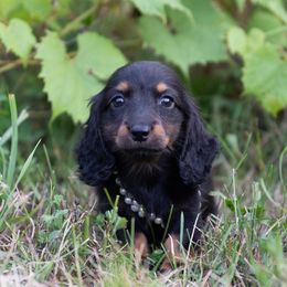 Diana - Black and tan female Dachshund puppy in Crystal, Michigan from Mare-bella Dachshunds