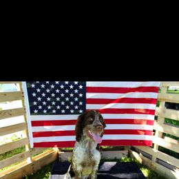 Benelli - English Springer Spaniel