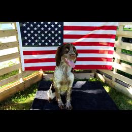 Benelli - English Springer Spaniel