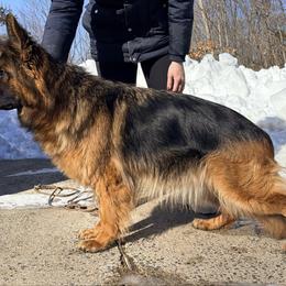 Lona - German Shepherd