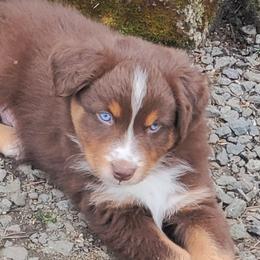 Yogi - Red tri-color male Australian Shepherd puppy in Cottage Grove, Oregon from Farmstead Aussies