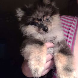 Rowdy - Pomeranian