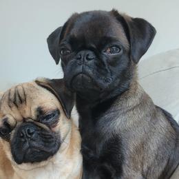 Belle - Pug