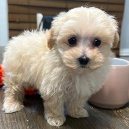Donnelly - Apricot male Maltipoo puppy in Lebanon, Kentucky from Mosaic Merle Doodles