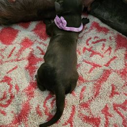 Orchard - Brown and white female Portuguese Water Dog puppy in Beverly Hills, Florida from Allegiance Portuguese Water Dogs