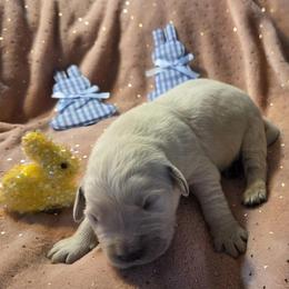 Sunday boy 2 - Light golden male Golden Retriever puppy in Niles, Michigan from Family Raised Goldens