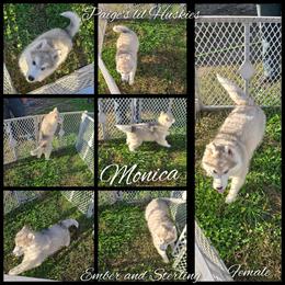 Monica - Gray and white female Siberian Husky puppy in Bloomfield, Indiana from Paiges lil huskies