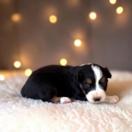 Juniper - Black tri-color female Australian Shepherd puppy in Statesville, North Carolina from Charming Australian Shepherds