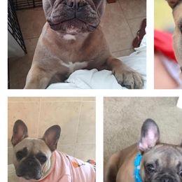 Bulldogs and French Bulldogs from BB's Bulldogs