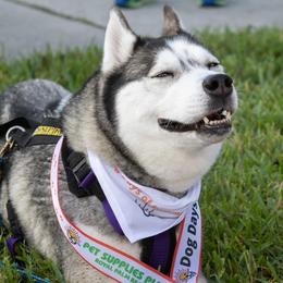 Siberian Huskies from Mythical Huskies