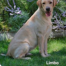 Limbo - Labrador Retriever