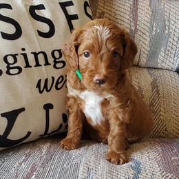Goldendoodle Puppies from Dancing Mini Doodles