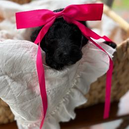 Dark pink - Black female Goldendoodle puppy in Ranger, Georgia from Muscadine Meadows Poodles and Doodles