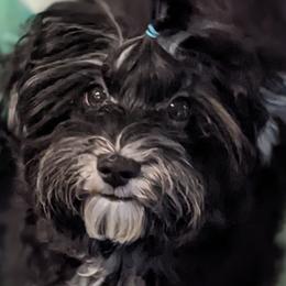 Havanese puppies from Narwyn Havanese