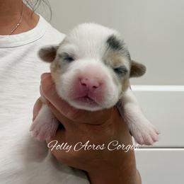Kona - Blue merle and white male American Corgi puppy in White Hall, Maryland from Folly Acres Corgis