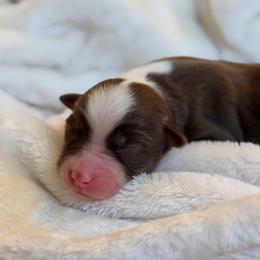 Grace AKC - Red tri-color female Australian Shepherd puppy in Polk City, Florida from Skaky Shepherds