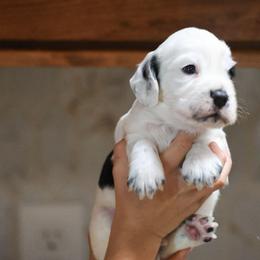 Rolly - Black and white male English Cocker Spaniel puppy in New Mexico from HighBrassGunDogs