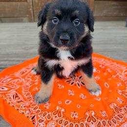 Ozzy - Black tri male Miniature Australian Shepherd puppy in Cumberland, Wisconsin from Homestead Doxies & Shepherds LLC