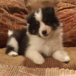Shetland Sheepdog Puppies from September Morning Shelties