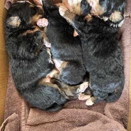 Bernese Mountain Dog puppies from Acorn Hill Bernese