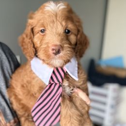 Ham - Apricot male Goldendoodle puppy in Marion, Ohio from Doodles & Doxies