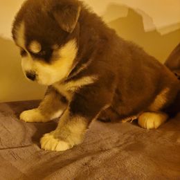 Siberian Husky Puppies from Xk siberians