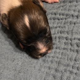 Tiny Sable male - White and sable male Papillon puppy in Frostproof, Florida from Sequence Papillon