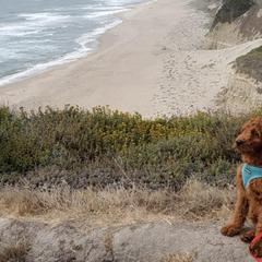 Irish Doodle Puppies from Morningside Doodles