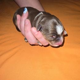 Talako - Red tri male Miniature Australian Shepherd puppy in Arlington, Texas from CopperHead Aussies