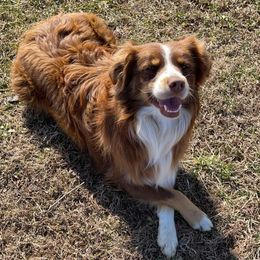 Miniature Australian Shepherds from JAM Creek Mini Aussies