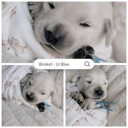 Brisket - light blue collar - Light golden male Golden Retriever puppy in Noblesville, Indiana from Ivory & Pine Goldens