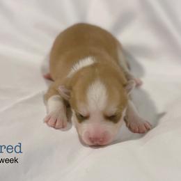 Fred - Red and white male Pomsky puppy in Winston, Oregon from Arctic Tails Spitz